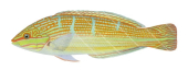 Goldlined Wrasse,Coris aurilineata | High Resolution fish Illustration by Roger Swainston Animafish