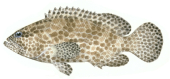 Birdwire Rockcod,Epinephelus merra,Scientific fish illustration by Roger Swainston