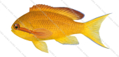 Female Orange Basslet,Pseudanthias squamipinnis,Scientific fish illustration by Roger Swainston,Anima.fish