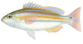 Coral Monocle Bream,Scaevius milii,Scientific fish illustration by Roger Swainston