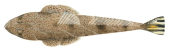 Bartail Flathead,Platycephalus australis,High Res Marine image by R Swainston