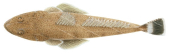 Western Australian Flathead,Platycephalus orbitalis,High Res Marine image by R Swainston