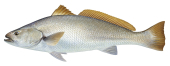Mulloway,Argyrosomus japonicus,.Scientific fish illustration by Roger Swainston