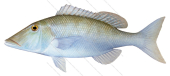 Longnose Emperor-2,Lethrinus olivaceus,Roger Swainston,Animafish