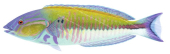 Pale Slender Wrasse, Male,Hologymnosus longipes|High Res marine image by R. Swainston