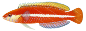 Crimson Rainbow Wrasse-2, Male, Suezichthys aylingi |High quality Illustration by R. Swainston