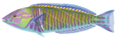 Pastel Slender Wrasse, Male|Realistic High quality scientific illustration ,Hologymnosus doliatus