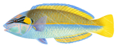 Elegant Wrasse-2, male,Anampses elegans |Realistic High quality scientific illustration