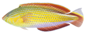 high quality realistic illustration of the Painted Rainbow Wrasse-2, Male,Suezichthys arquatus