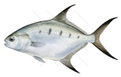 Common Dart-3,Trachinotus botla,Roger Swainston,Animafish