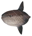 Sharptail Sunfish,Masturus lanceolatus,High Res fish Illustration by R. Swainston