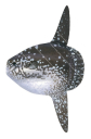 high quality illustration of the juvenile Ocean Sunfish,Mola mola by Roger Swainston