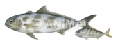 Blackbanded Amberjack and Juvenile, Seriolina nigrofasciata,Swainston,animafish