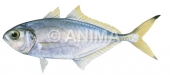 Female Fringefin Trevally,Pantolabus radiatus, Roger Swainston,Animafish