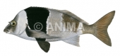 Adult Magpie Perch,Pseudogoniistius nigripes.Scientific fish illustration by Roger Swainston