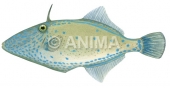 Bluefin Leatherjacket,Thamnaconus degeni.Scientific fish illustration by Roger Swainston 
