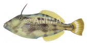 Yellowfin Leatherjacket,Meuschenia trachylepis|High Res Scientific illustration by Roger Swainston