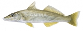 Whiting, Sillago sp. by Roger Swainston-Animafish