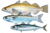Merlan,Mulet, Maquereau.Scientific fish illustration by Roger Swainston