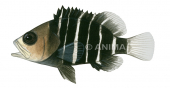Convict Rockcod,juvenile,Epinephelus septemfasciatus,Scientific fish illustration by Roger Swainston