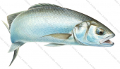 Sea Bass/Bar,Dicentrarchus labrax,illustration by Roger Swainston ANIMA