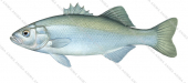 Sea Bass-2,Dicentrarchus labrax by Roger Swainston ANIMA
