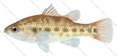 Little Pygmy Perch,Nannoperca pygmaea by Roger Swainston ANIMA