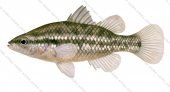 Western Pygmy Perch,Nannoperca vittata by Roger Swainston ANIMA