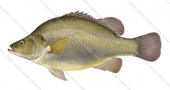 Golden Perch,Macquaria ambigua,ANIMA