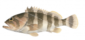 Banded Rockcod,Epinephelus amblycephalus,Roger Swainston, Animafish