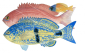 Barber Perch Adults and Juvenile,Caesioperca rasor,Roger Swainston-Animafish