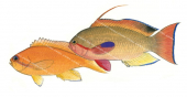 Orange Basslet,Female and Male,Pseudanthias squamipinnis,Scientific fish illustration by Roger Swainston,Anima.fish