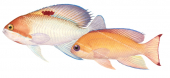 Basslet,Pink,Pseudanthias hypselosoma,Scientific fish illustration by Roger Swainston,Anima.fish