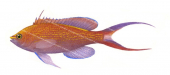 Princess Basslet,Pseudanthias smithvanizi  by Roger Swainston,Animafish