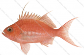 Little Fairy Basslet,Sacura parva,Scientific fish illustration by Roger Swainston, Anima.fish