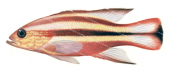 Rainbow Basslet,Liopropoma fasciatum,Scientific fish illustration by Roger Swainston,Anima.fish