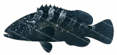 Black Rockcod,Epinephelus daemelii,Scientific fish illustration by Roger Swainston
