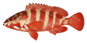 Blacktip Rockcod,Epinephelus fasciatus,Scientific fish illustration by Roger Swainston