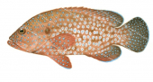 Bluespotted Rockcod,Cephalopholis,cyanostigma,Scientific fish illustration by Roger Swainston