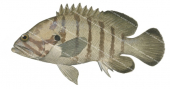 Brownbarred Rockcod,Cephalopholis boenack,Roger Swainston,Animafish