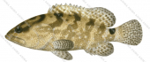 Camouflage Rockcod,Epinephelus polyphekadion,Scientific fish illustration by Roger Swainston