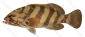 Chinaman Rockcod,Epinephelus rivulatus,Scientific fish illustration by Roger Swainston