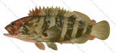 Male and Female Chinaman Rockcod,Epinephelus rivulatus,Scientific fish illustration by Roger Swainston