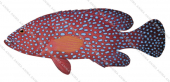 Coral Rockcod,Cephalopholis miniata,Scientific fish illustration by Roger Swainston