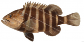 Eightbar Rockcod,Hyporthodus octofasciatus,Scientific fish illustration by Roger Swainston