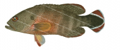 Flagtail Rockcod,Cephalopholis urodeta,scientific High Res illustration