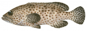 Greasy Rockcod,Epinephelus tauvina,Scientific fish illustration by Roger Swainston, Anima.fish