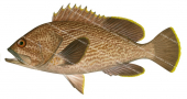 Maori Rockcod,Epinephelus undulatostriatus,Scientific fish illustration by Roger Swainston,Anima.fish