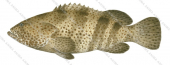 Orangespotted Rockcod-2,Epinephelus coioides,Scientific fish illustration by Roger Swainston,Anima.fish