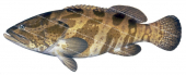 Orangespotted Rockcod,Epinephelus coioides,Scientific fish illustration by Roger Swainston,Anima.fish